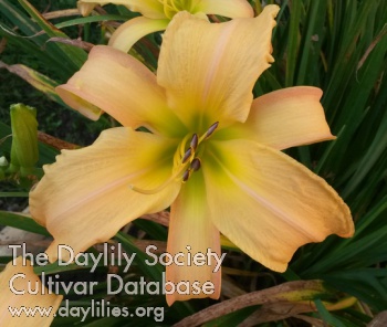 Daylily Aunt Belle
