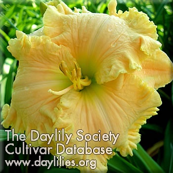 Daylily Aunt Leona