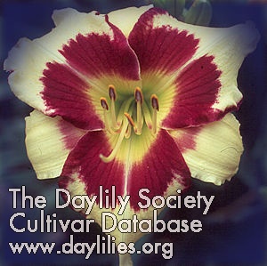 Daylily Autumn Jewels