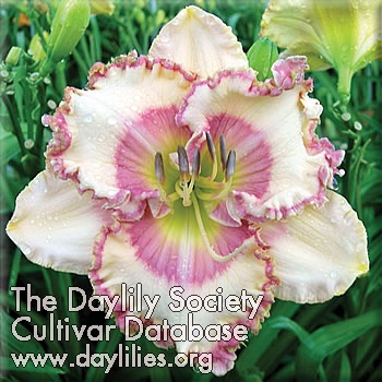 Daylily Barbie's Favorite