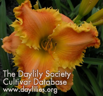 Daylily Bass Gibson