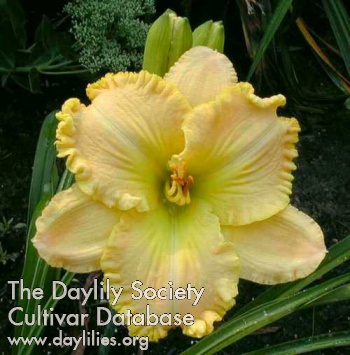 Daylily Beauty and the Beast