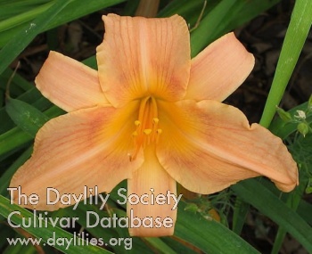 Daylily Beauty Unlimited