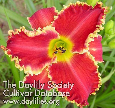 Daylily Bengal Teeth