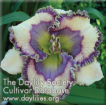 Daylily Blue Me Away