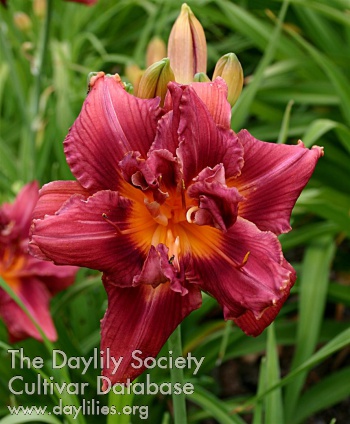 Daylily Botanica