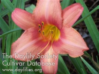 Daylily Botticelli