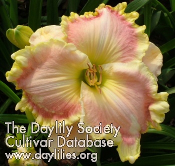 Daylily Bubble Toes