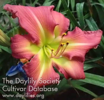 Daylily Back in a Minute