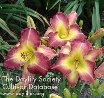 Daylily Baffin Bay Beauty