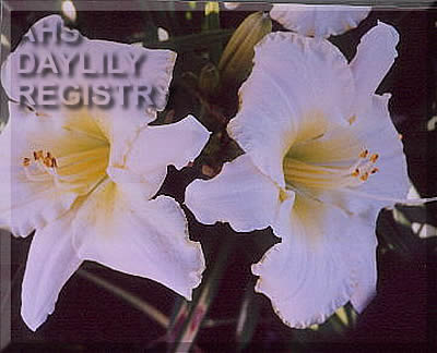 Daylily Bal Des Anges
