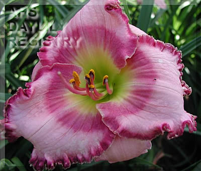 Daylily Ballerina Beautiful