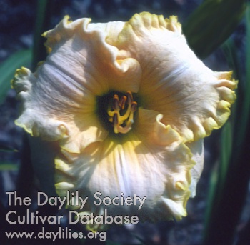 Daylily Ballerina on Ice