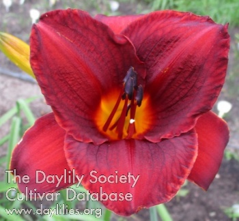 Daylily Bart the Fart