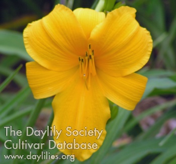 Daylily Bases Loaded