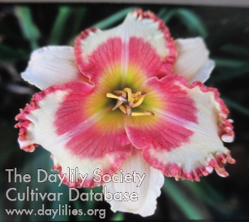 Daylily Bayport