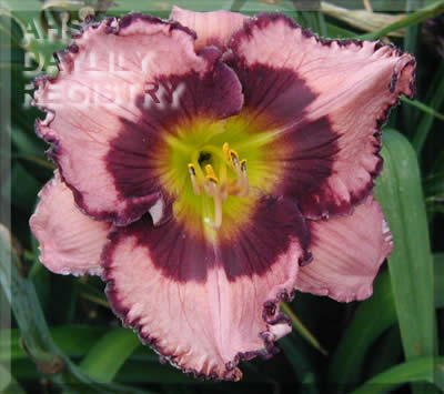 Daylily Be Fruitful and Multiply