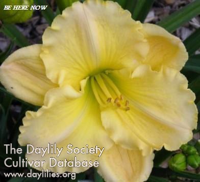 Daylily Be Here Now