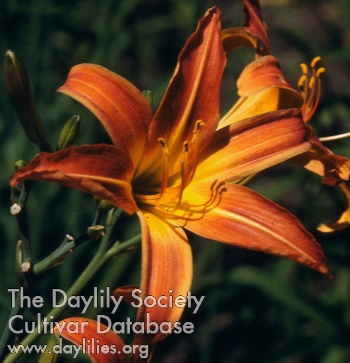 Daylily Beacon Flame