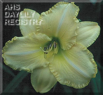 Daylily Beatrice Louise