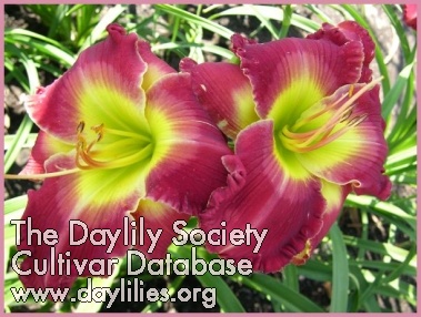 Daylily Beauty of the Empire