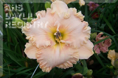 Daylily Because of You
