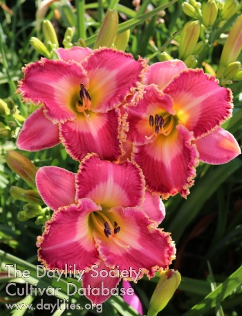 Daylily Bedazzled Beauty