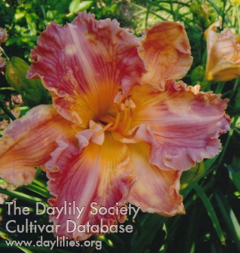Daylily Bee's Beppie