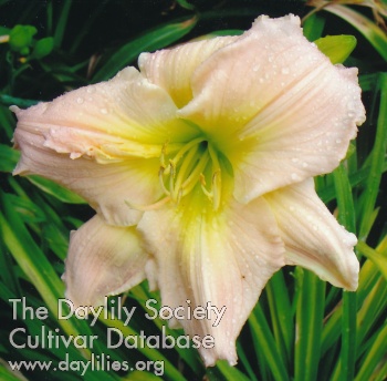 Daylily Bee's Bettie Sue