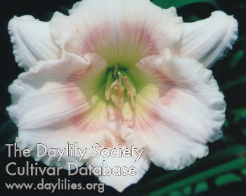 Daylily Bee's Little Becca