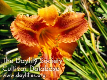 Daylily Bee's Kathy Lee