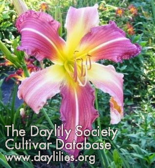Daylily Before You Accuse Me