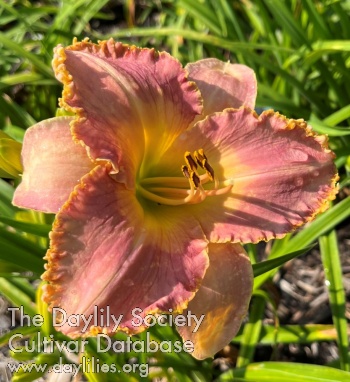 Daylily Beguiled Again