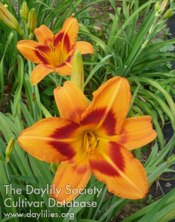 Daylily Ben Kirk