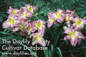 Daylily Benchmark