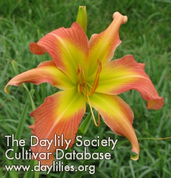 Daylily Beneficial Sister