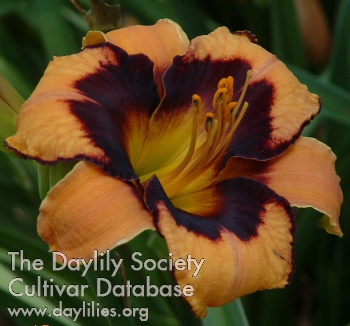 Daylily Bengal Bay