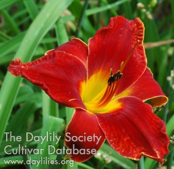 Daylily Benidorn