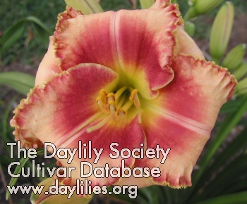 Daylily Berried in Texas