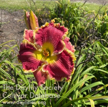 Daylily Bessie Neele Favorite Color