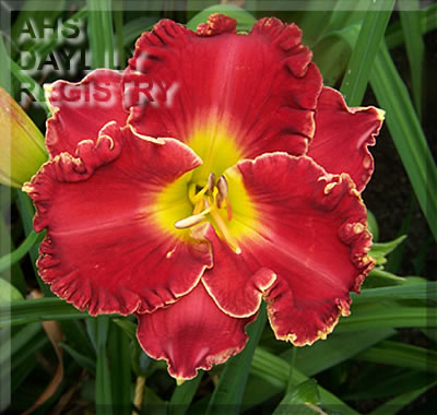 Daylily Best in Class