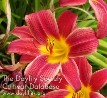 Daylily Betsy Ross