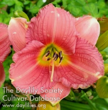 Daylily Betty Claire
