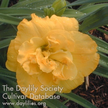 Daylily Betty Woods