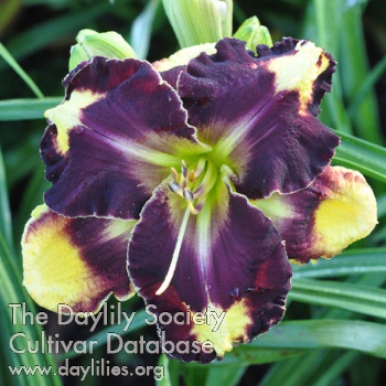 Daylily Between Day and Night