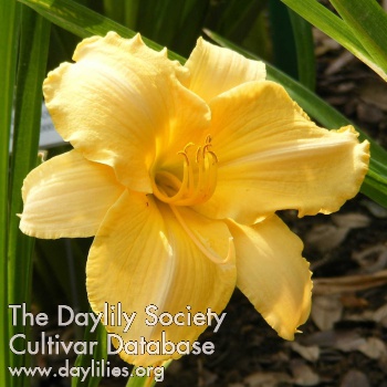 Daylily Bewitching Charm