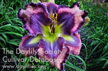 Daylily Beyond Visions