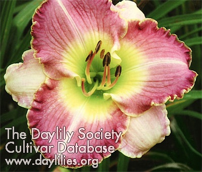 Daylily Bi-tone Beauty