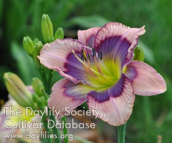 Daylily Bicycle Built for Blues