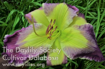 Daylily Big Blue Lake